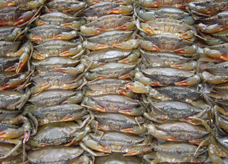 Sea Crabs