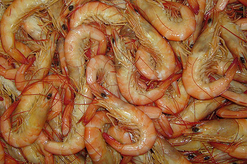 Sea Prawns