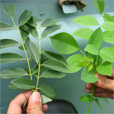 Camomille Ethnoplants Leaves