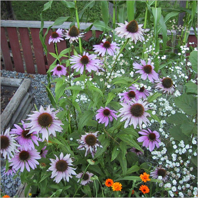Camomille Ethnoplants