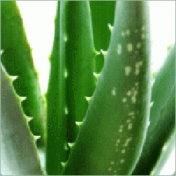 Green Aloe Vera