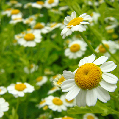 Camomille Ethnoplants Flowers