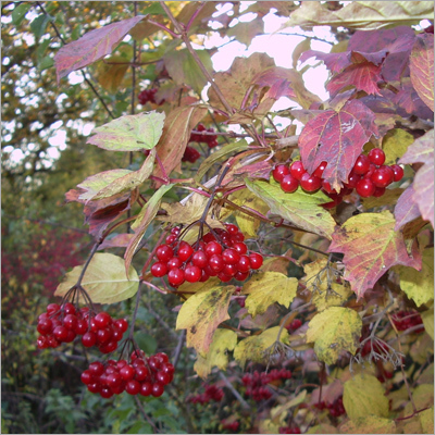 Crone Berries