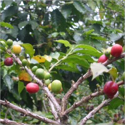 Mexican Altura Coffee