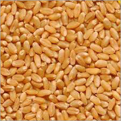Organic Wheat