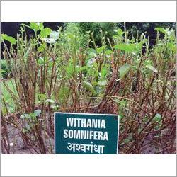 Ashwagandha Plantation
