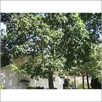 Rudraksha Plantation