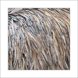 Emu Feather - Emu Feathers Variable Length Brown | Soft Texture Lightweight Durable Naturally Sourced Sealed Packaging