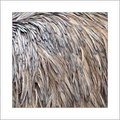 Emu Feather - Emu Feathers, Variable Length, Brown | Soft Texture, Lightweight, Durable, Naturally Sourced, Sealed Packaging