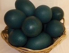 Emu Egg - Calcium Carbonate Shell 13-15cm Length Dark Green | High Nutrition Rich Minerals 80% Hatching Rate Hygienic Process