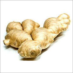 Ginger