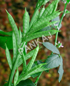 Guar Gum Plant