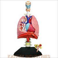 Lungs with Heart Models