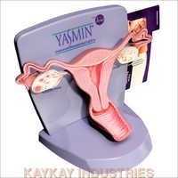 Magnified Uterus Model - Color: Pink