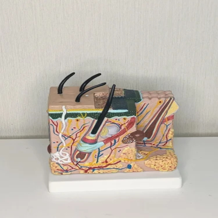 Enlarged Skin Model - Color: White