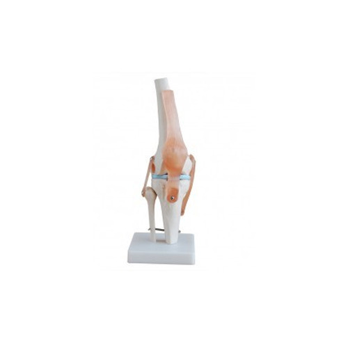 Easy To Remove Knee Model