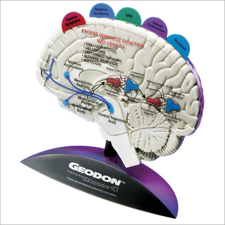 Brain Model with Tabbed Overlays