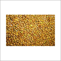 Sesbania Seeds