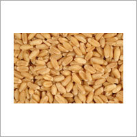 Wheat