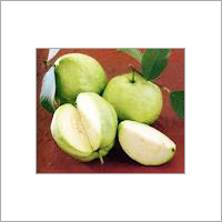 Guava