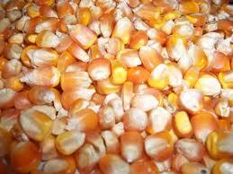 Maize Corn