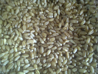 Wheat