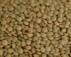 Red Lentils