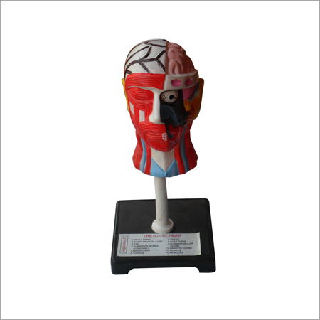 Head Model