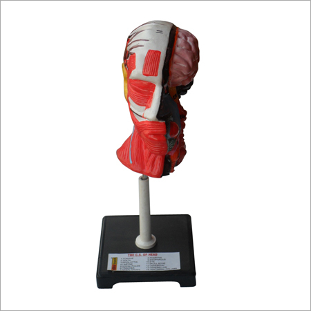 Educational Head Model