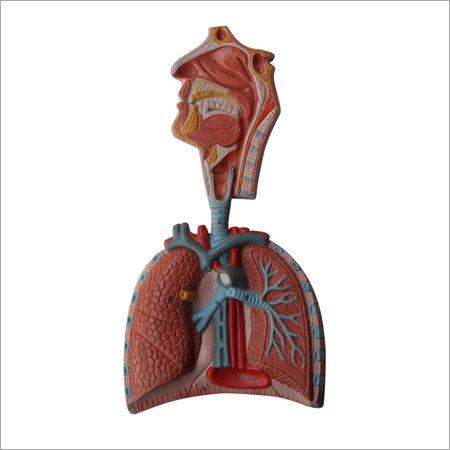 respiratory human system