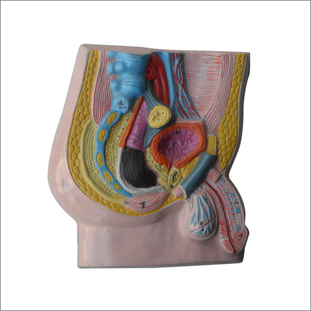 Male Reproductive System Model