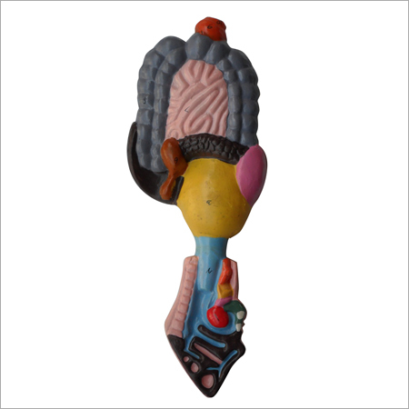 Digestive System Model