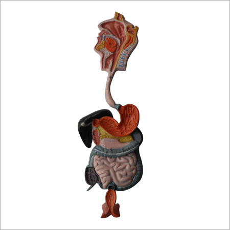 Human Digestive System Model