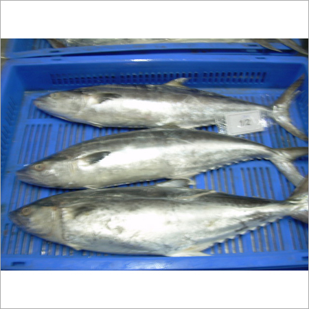 Seer Fish
