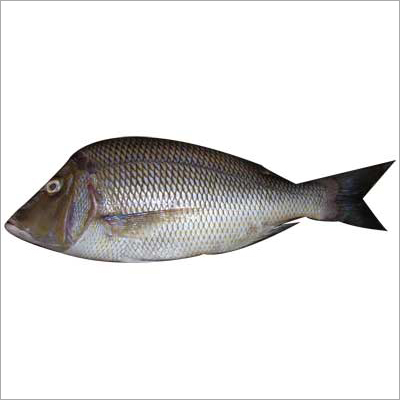 Emperor Fish