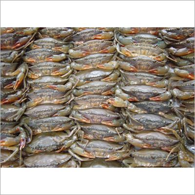 Sea Crab