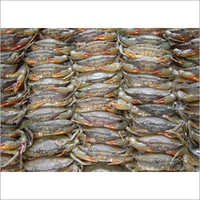 Sea Crab
