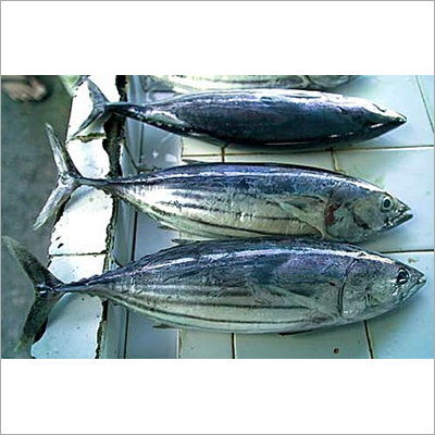 Tuna Fish