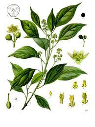 CAMPHOR OIL