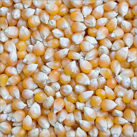 Yellow Maize