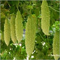 Bitter Gourd