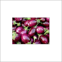Brinjal