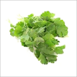 Coriander Leaves