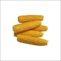 Fresh Corn