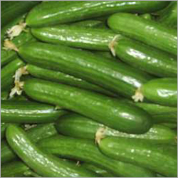 Fresh Cucumber
