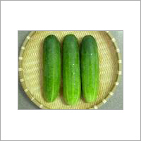 Cucumber