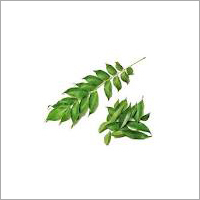 Curry Leaves
