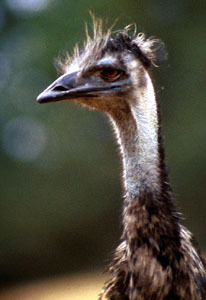 EMU Bird