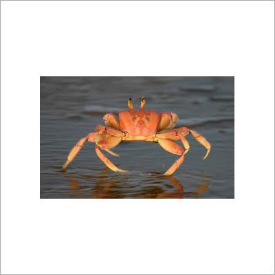 Crab