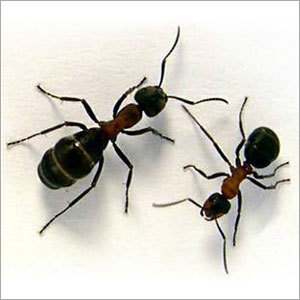 Ants Control Chemical